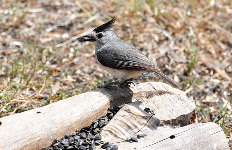 Black-crested Titmouse on log on ground