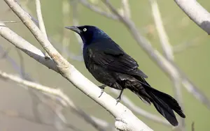 Black birds in Florida