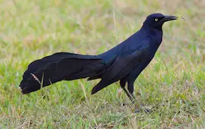 Black birds in Texas
