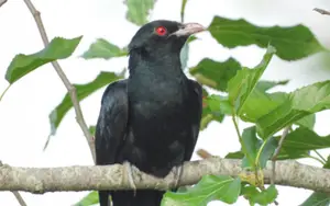 Black birds with red eyes