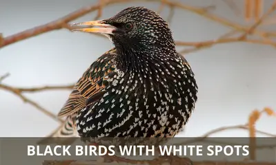 Black birds with white spots