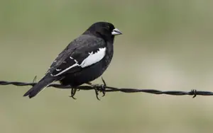 Black birds with white stripes on wings