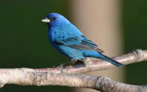 Blue Birds In Florida