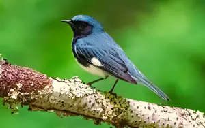 Blue Birds In Michigan