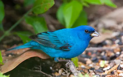 Blue Birds in Florida