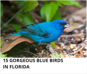 Blue birds in Florida