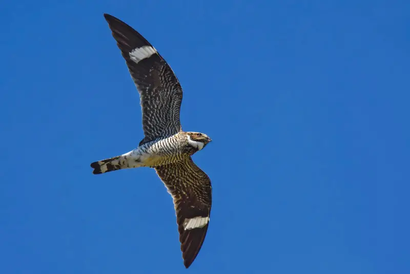 Photo of Common Nighthawk in flight
