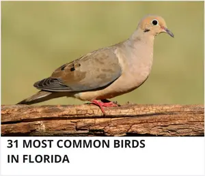 Common birds in Florida
