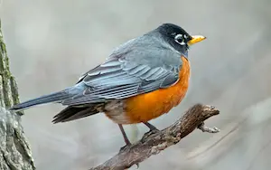 Common birds in Michigan