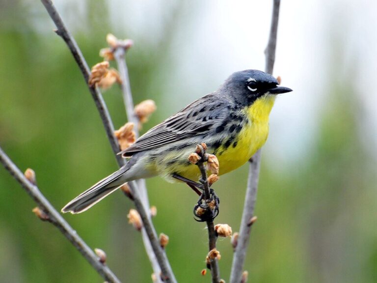 A male Kirtland's Warbler Setophaga kirtlandii in a forest in Michigan, USA.
