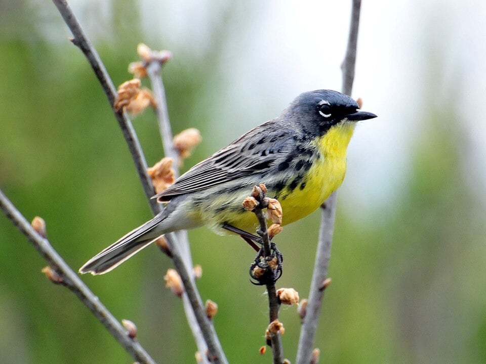 A male Kirtland's Warbler Setophaga kirtlandii in a forest in Michigan, USA.