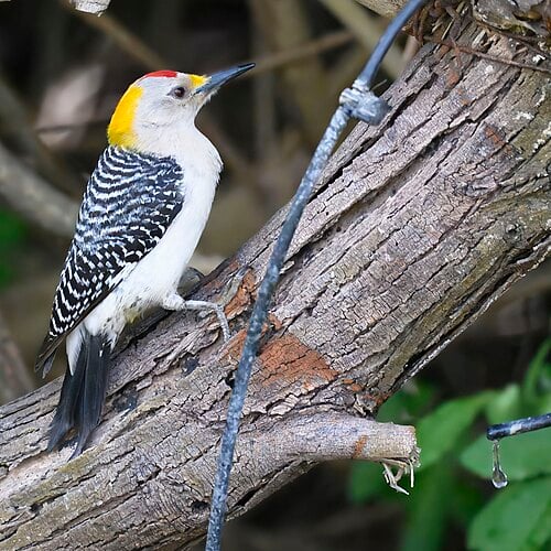 Golden-fronted Woodpecker on tree branch