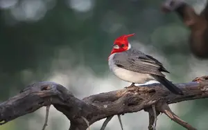 Hawaiian bird with red head