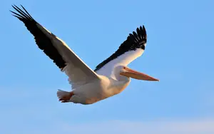 Large Birds In Florida