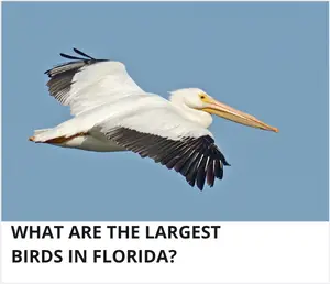 Large birds in Florida