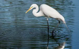 Marsh birds with long legs