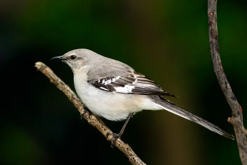 Photo of Northern Mockingbird adult