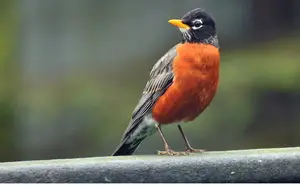 Orange Birds In Michigan