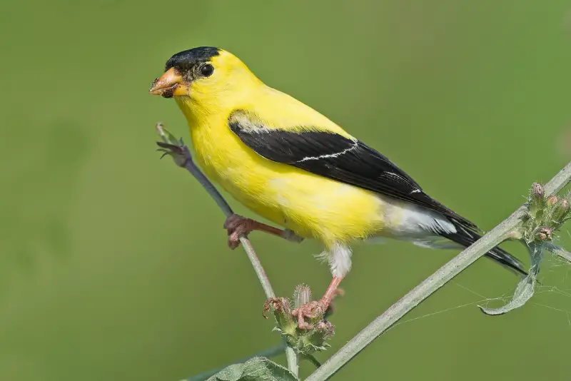 Photo of American Goldfinch adult male