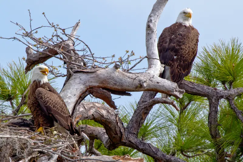 Photo of Bald Eagle pair at their nest