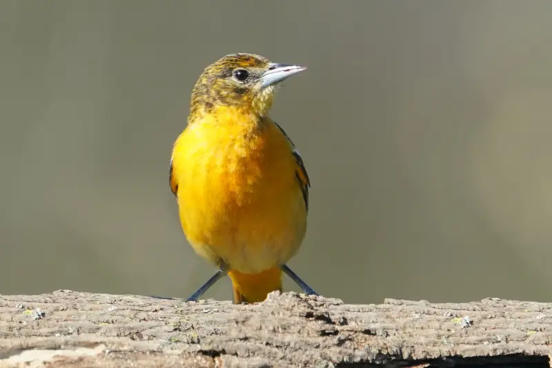 Photo of Baltimore Oriole adult female