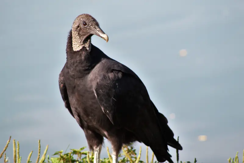Photo of Black Vulture