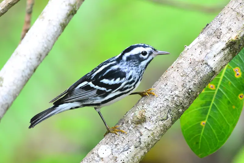Photo of Black-and-white Warbler