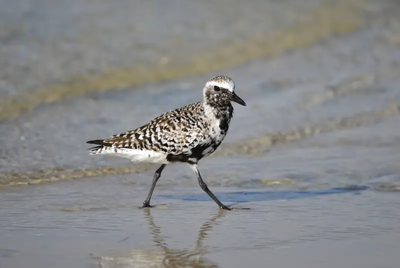 Photo of Black-bellied Plover