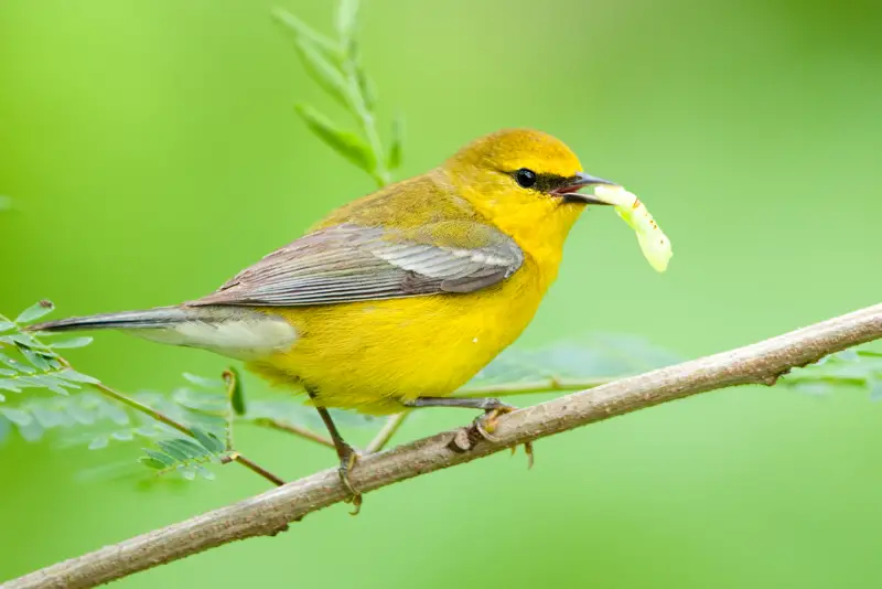 Photo of Blue-winged Warbler