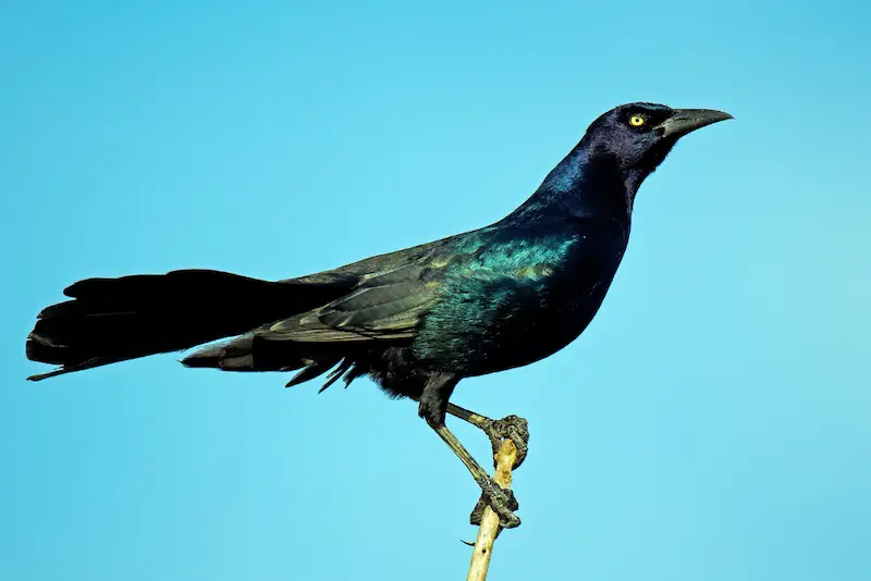 Photo of Boat-tailed Grackle