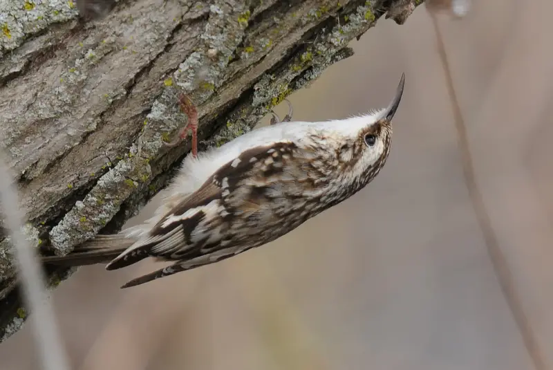 Photo of Brown Creeper