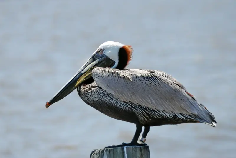 Photo of Brown Pelican