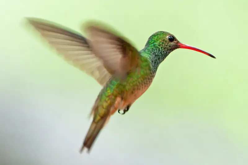 Photo of Buff-bellied Hummingbird