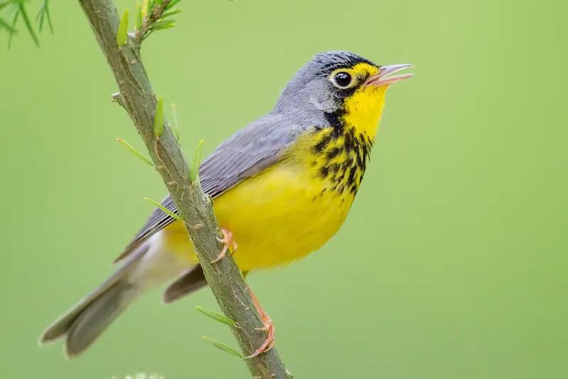 Photo of Canada Warbler adult male