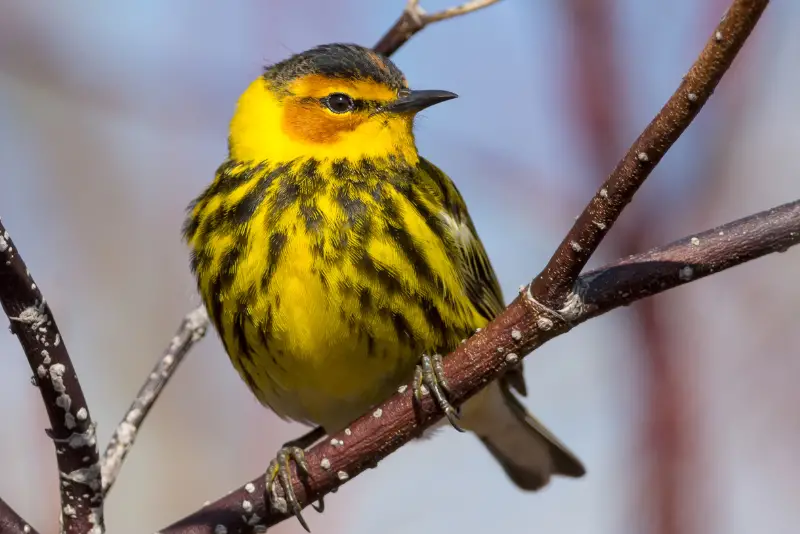 Photo of Cape May Warbler