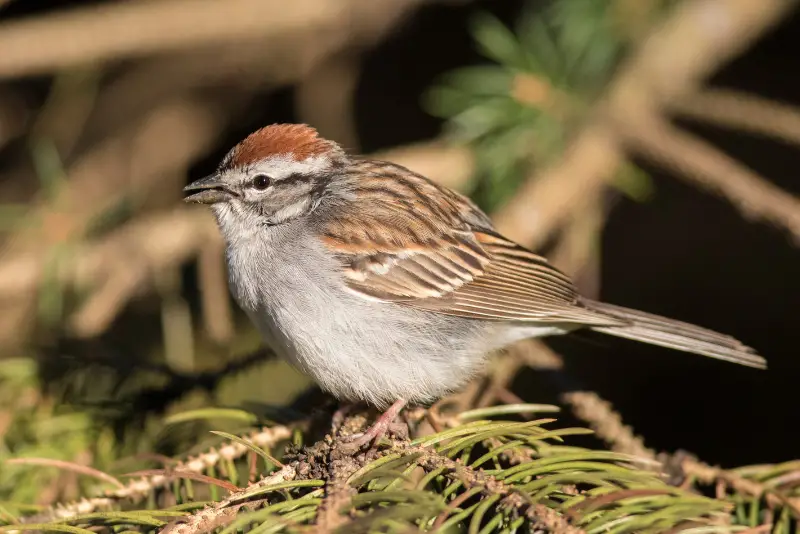 Photo of Chipping Sparrow