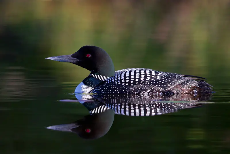 Photo of Common Loon adult in summer plumage