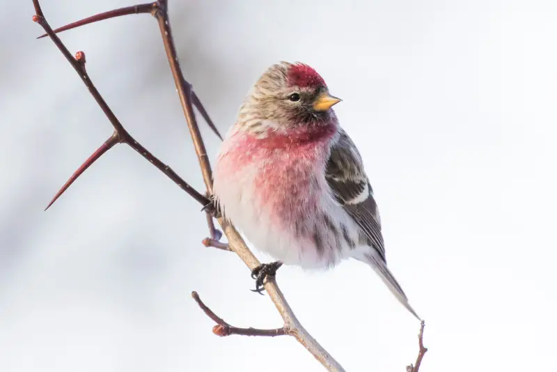 Photo of Common Redpoll adult male