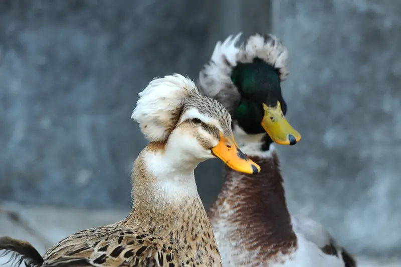 Photo of Crested Duck
