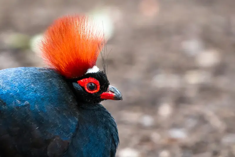 Photo of Crested Partridge