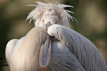 31 Stunning Birds With CRAZY HAIR (Photos & Fun Facts)