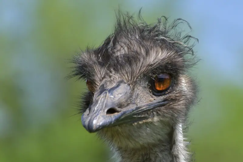 Photo of Emu
