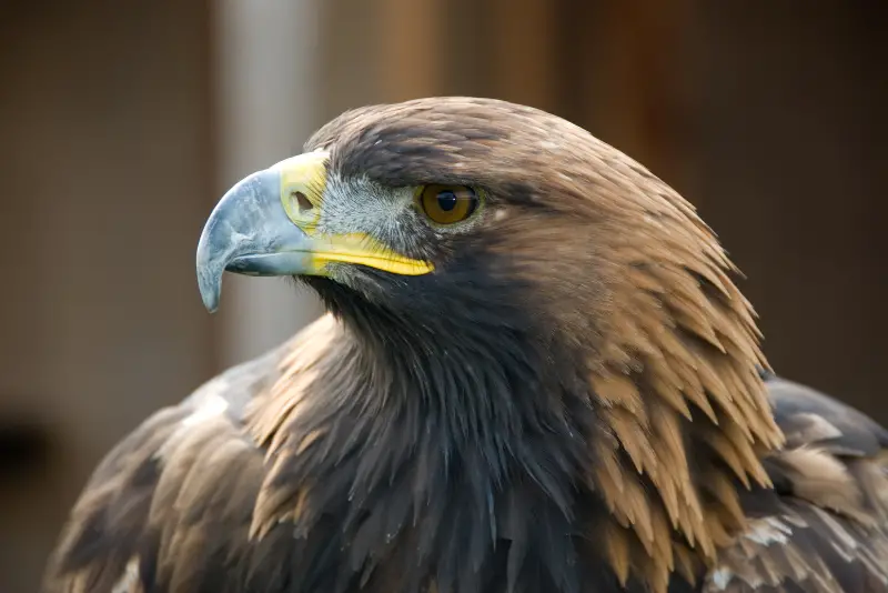 Photo of Golden Eagle adult
