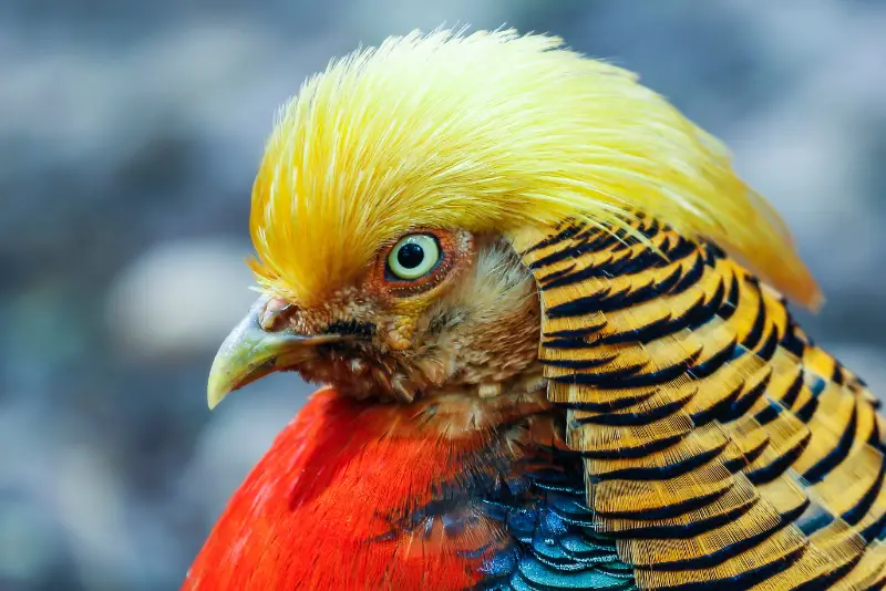 Photo of Golden Pheasant