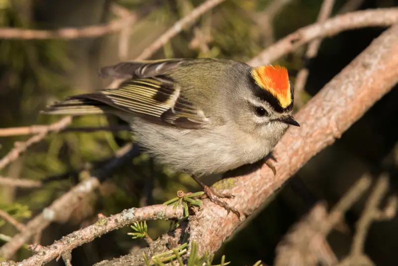 Photo of Golden-crowned Kinglet adult male