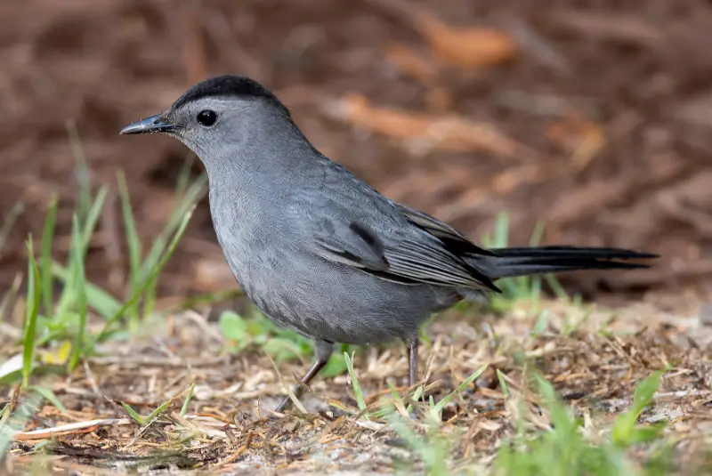 Photo of Gray Catbird