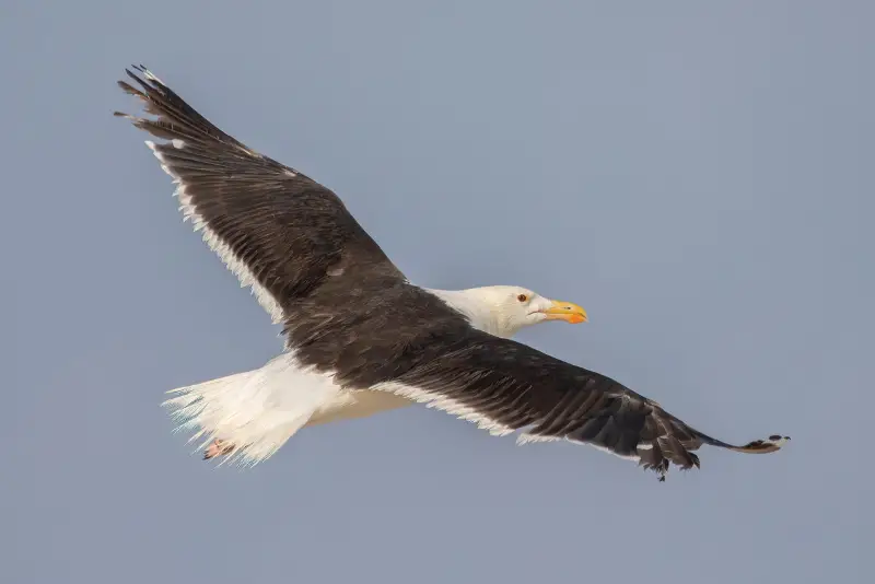 Photo of Great Black-backed Gull in flight