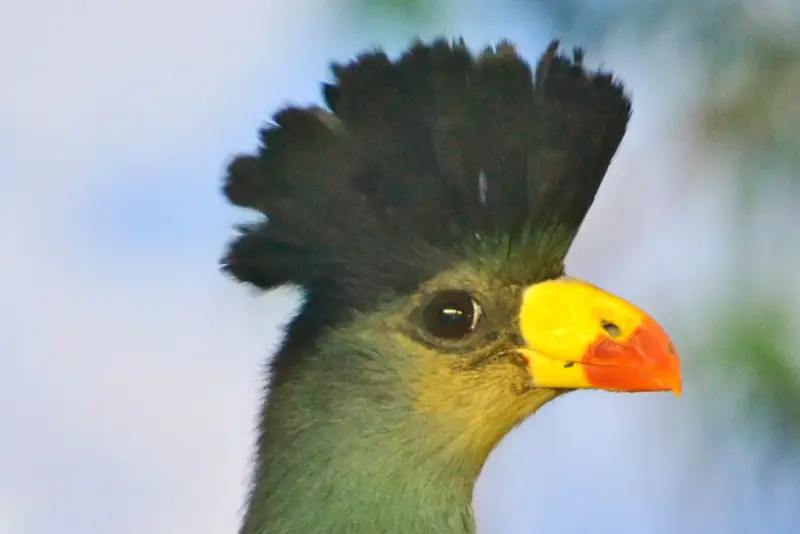 Photo of Great Blue Turaco