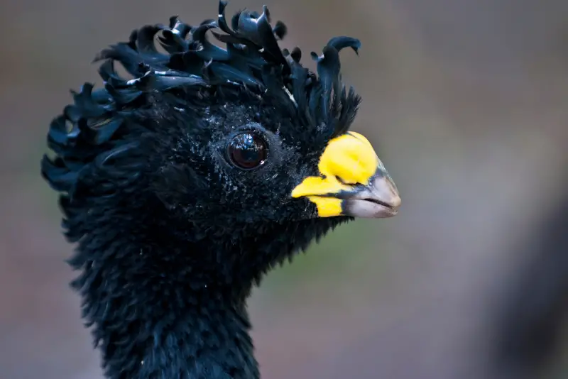 Photo of Great Curassow