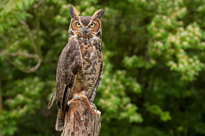 Photo of Great Horned Owl perched on a stump